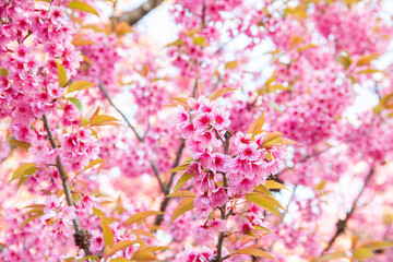 Cherry Blossoms(Sakura) Garden at Thailand