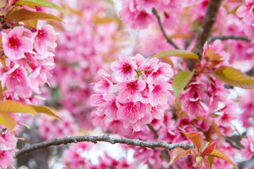 Pink Sakura flower and tree branch blur nature background.