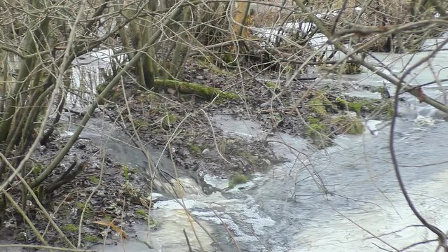 A small spring in flooded swamp forest  in late winter