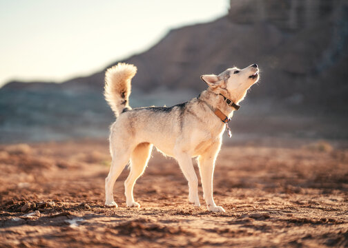 Husky howling at sunrise in the desert
