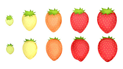 並んでいるイチゴの果実。水彩風イラスト。