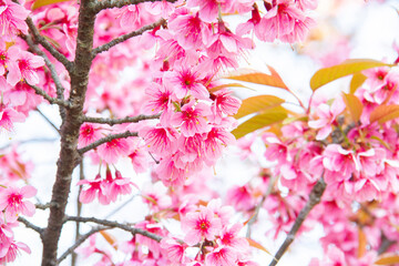 Beautiful cherry blossom sakura in spring time