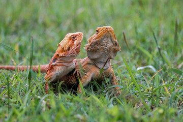 bearded dragon on grass