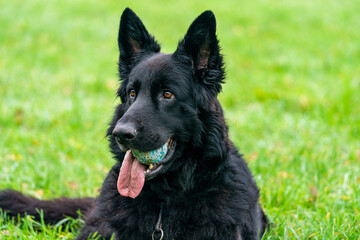 German Shepherd dog in a park