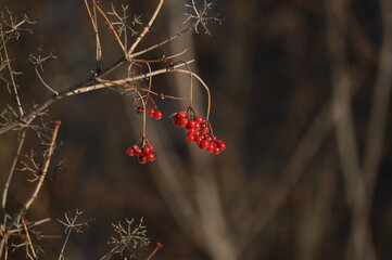 Red berries of viburnum on a branch in the autumn forest