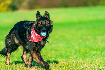 German Shepherd dog in a park - selective focus
