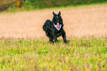 Obraz na płótnie Canvas German Shepherd dog in a park - selective focus
