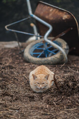 Cat or bread, Lovely cat living in the mountain, Ta Xua, Son La Vietnam