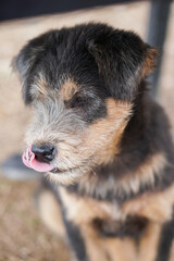 Lovely puppies living in the mountain, Ta Xua, Son La Vietnam