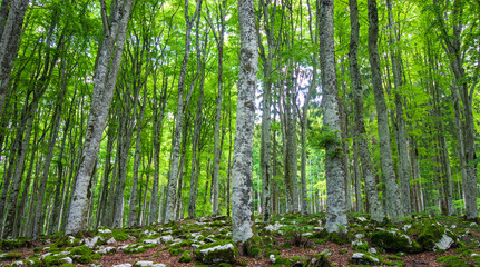 The Cansiglio Forest is a great natural, historical and cultural heritage in the heart of the Veneto region