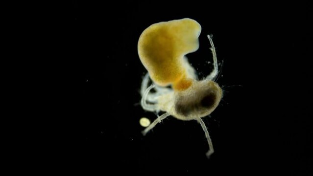 Sea mite Halacaroidea and worm Acoela, family Convolutidae under a microscope. The tick has grabbed the worm and won't let go. White Sea