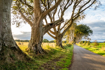 Obraz premium The Dark Hedges tree tunnel in Ballymoney, Northern Ireland