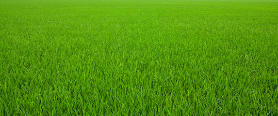 Landscape view of green grass field.