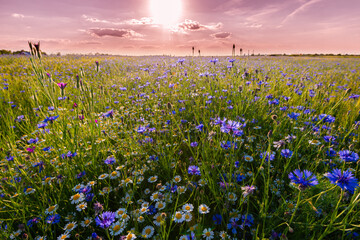 Field of wild blue flowers, chamomile and wild daisies in spring, in remote rural area, at sunset