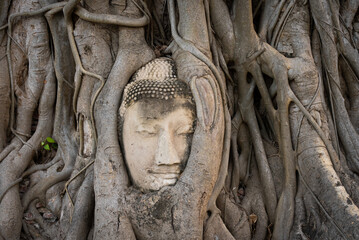 Head of Buddha Statue in Growing Tree Root at Wat Mahathat, Ayutthaya, Thailand