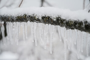 Shiny icicles hang at spring day.