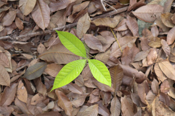 green leaves on the ground