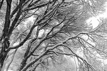 patterned drawings of snowy tree branches, mottled texture, winter texture, foggy and grainy snow fall background