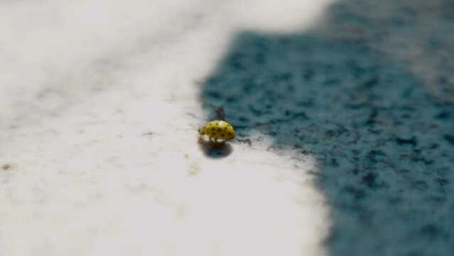 yellow beetle walks on flower petals