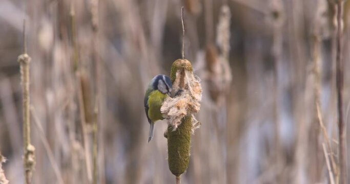 Blue Tit bird searching for food bullrush reed mace flying slow motion nature