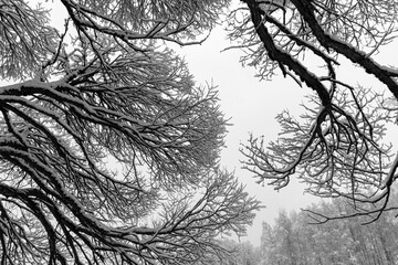 patterned drawings of snowy tree branches, mottled texture, winter texture, foggy and grainy snow fall background