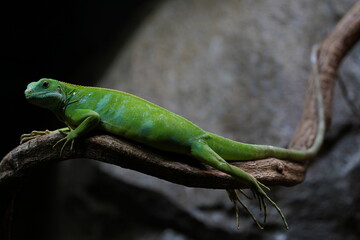 Fiji banded iguana