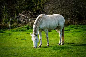 Obraz na płótnie Canvas black horse standing on a green field in the spring during a sunny day while eating grass