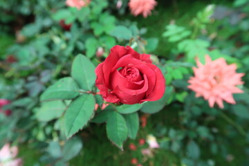 red rose for symbol of love and valentine day whishes