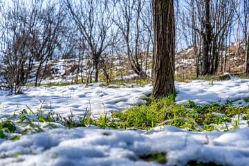 Spring is coming. Beautiful spring landscape - forest and grass waking up after winter, bright sunny day