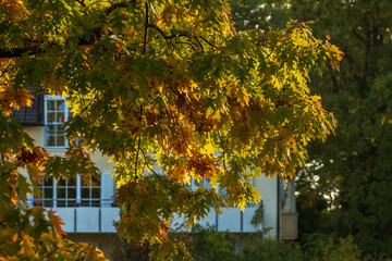 Wohnen unter Bäumen, Baumkrone Roteichen im Herbstlaub
