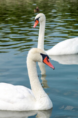 Obraz premium White swans swimming in the lake