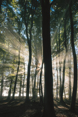 Sonnenstrahlen Nebel Hochwald mit Buchen, Waldstimmung