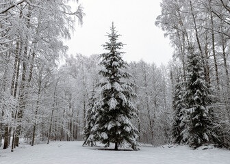 snow blanket covers branches of trees and bushes, foggy and grainy snow fall background
