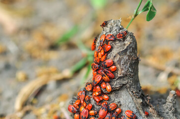 Soldier beetles are sitting on a tree stump. Many red beetles photographed close-up on a wooden stump in spring