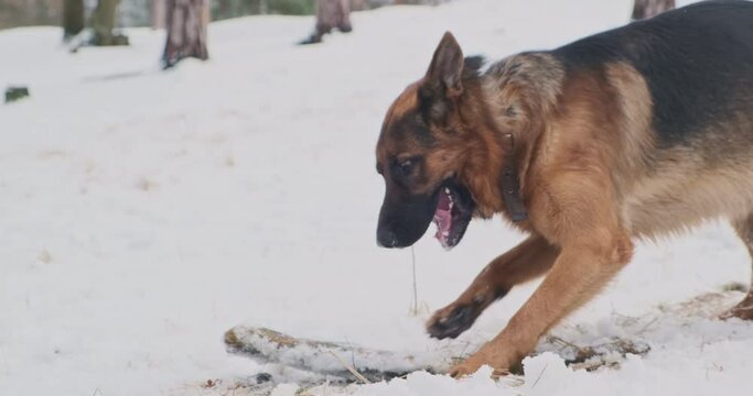 Dog barks at a stick lying in the snow, rakes the ground with its paws. Dog games in the forest. No people. German Shepherd