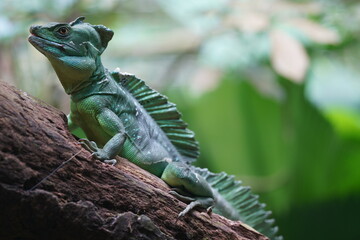 Green Crested Basilisk 