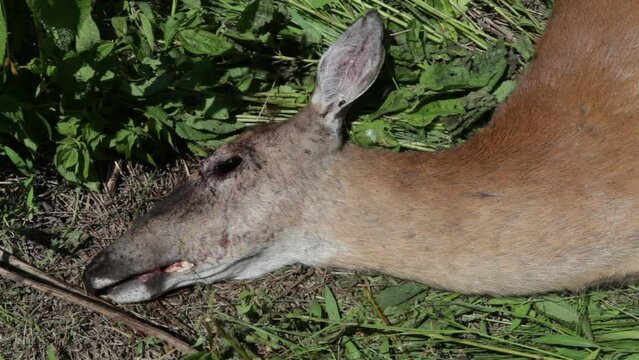 Lockdown shot of insects feeding on dead deer lying in forest during sunny day