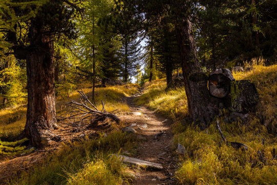 Golden path
