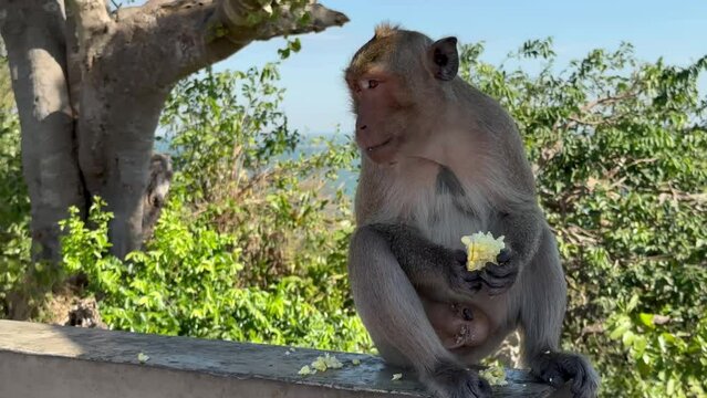 A funny looking monkey is eating a fresh and delicious yellow corncob. High quality 4k footage