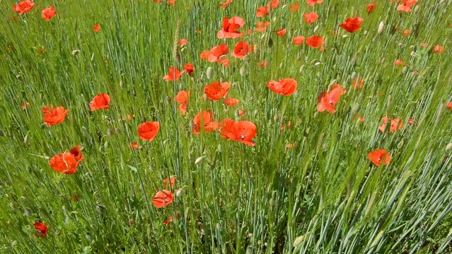 the wind moves the poppies in the spring field