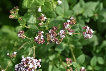 wild meadow flowers