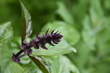 The wild green basil plant 