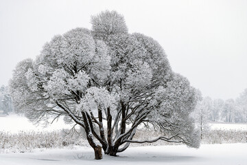 patterned drawings of snowy tree branches, mottled texture, winter texture, foggy and grainy snow...