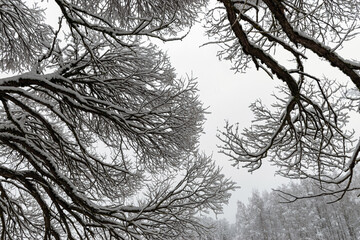 patterned drawings of snowy tree branches, mottled texture, winter texture, foggy and grainy snow fall background