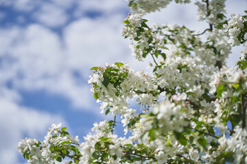 Branches of a blooming apple tree against a background of white clouds. White flowers on a tree. Petals, pistils, stamens, buds and leaves. With a space to copy. High quality photo