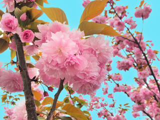 満開の八重桜と青い空