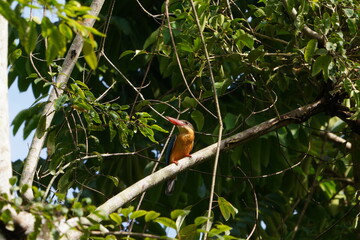 Stork-billed kingfisher