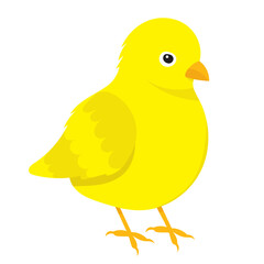 yellow chick on white background, vector