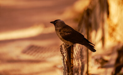 A bird perched under a yellowish light