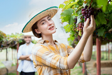 Young smiling woman with husband harvesting ripe grape in farm. People working in vineyard during harvest season